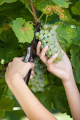 Man Harvesting Grapes - 59474746