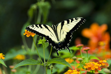 Papilio glaucus, Nordamerika