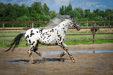 Appaloosa horse - 59475149