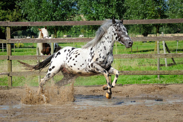 Obraz na płótnie Canvas Appaloosa horse