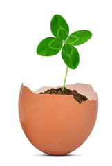 Clover growing out of the egg.New life concept.