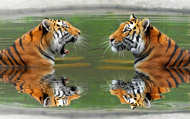 Tygrysy syberyjskie w wodzie - obrazy, fototapety, plakaty