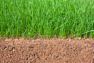 Newly sown grass seed showing roots in the soil
