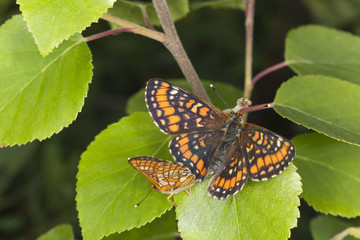 Mating Scarce Fritillary, Euphydryas maturna