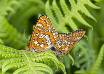 Mating Scarce Fritillary, Euphydryas maturna