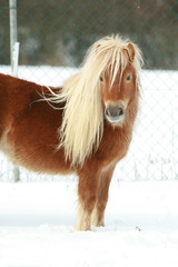 Beautiful chestnut pony with long mane in winter