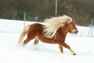 Gorgeous shetland pony with long mane in winter