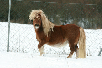 Gorgeous shetland pony with long mane in winter
