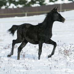 Fototapeta na wymiar Beautiful arabian horse running in winter