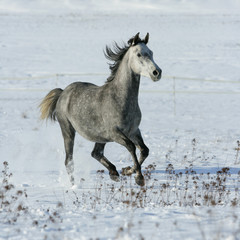 Fototapeta na wymiar Beautiful arabian horse running in winter