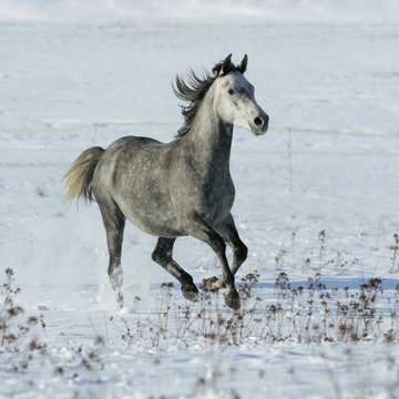 Beautiful arabian horse running in winter