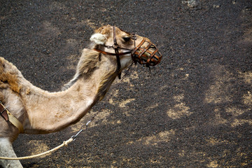 brown dromedary bite in the volcanic timanfayaspain africa
