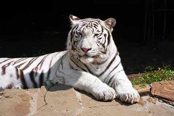 White Tiger