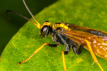 paper wasp closeup