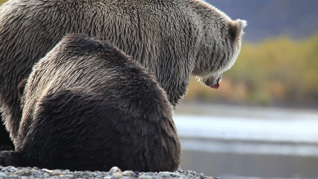 bear portrait
