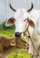 Baby cow with mom