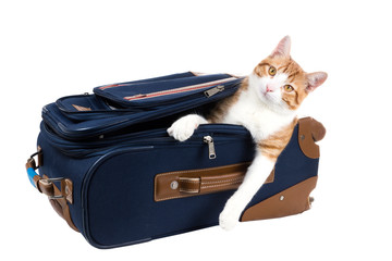 Perky cat sitting in a suitcase
