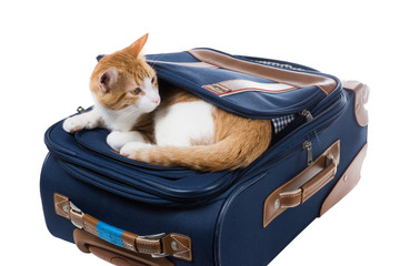 Red cat is in the pocket of a suitcase and looking around