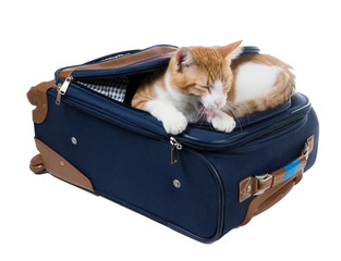 .Cat yawns lying in the pocket of a suitcase