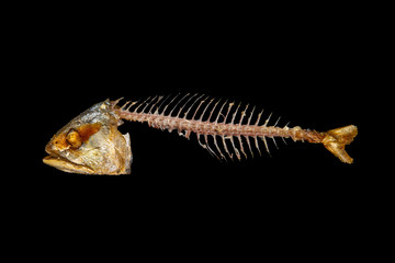 Bone of fried mackerel
