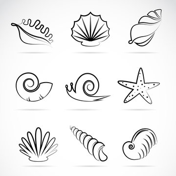 Vector collection of sea shells and snail