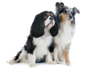 shetland dog and cavalier king charles