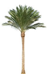 palmier isolé
