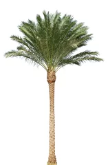 Papier Peint photo autocollant Palmier palmier isolé