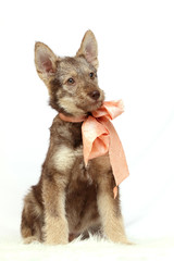 Grey sitting puppy with peach bow on white fur mat