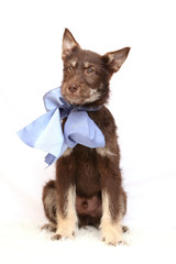 Red puppy sitting with blue bow on white fur mat