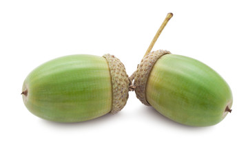 Acorn