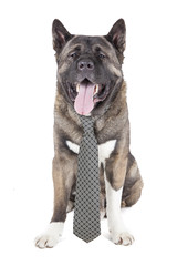 American Akita in a tie