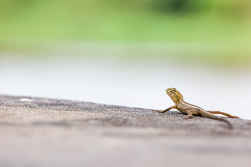 lizard
