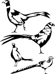 pheasants