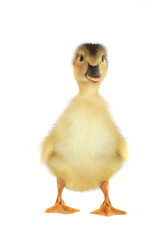 duck