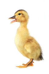 duck