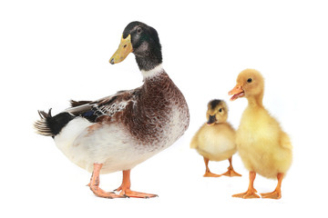 duck