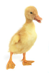duck