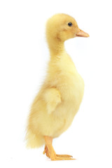duck