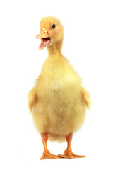 duck