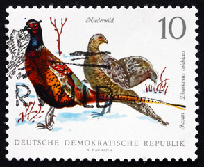 Postage stamp GDR 1968 Ring-necked Pheasants, Game Bird