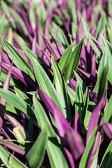 Fototapeta premium Tradescantia spathacea Swartz