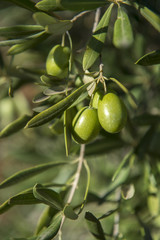 Olives on olive tree in autumn. Season nature image