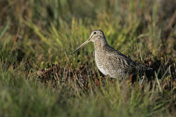 Common snipe, Gallinago gallinago