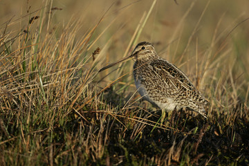 Common snipe, Gallinago gallinago