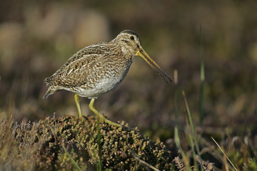 Common snipe, Gallinago gallinago