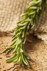 Fresh Organic Green Rosemary