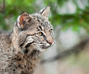 Naklejka na ściany i meble Bobcat Kitten (Lynx rufus) Looks Right Closeup
