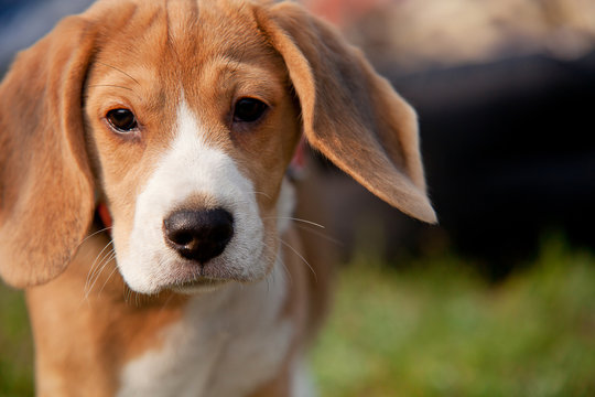 Outdoor beagle puppy portrait