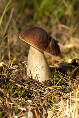 boletus